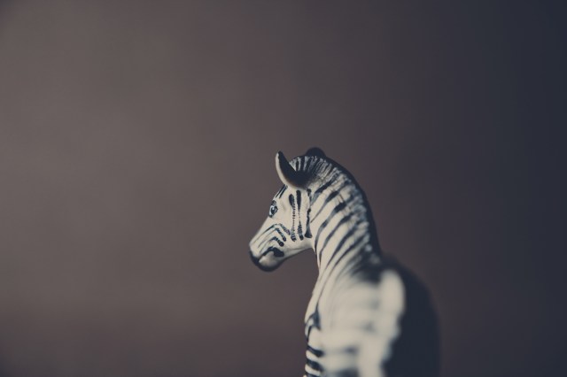 Zebra-1